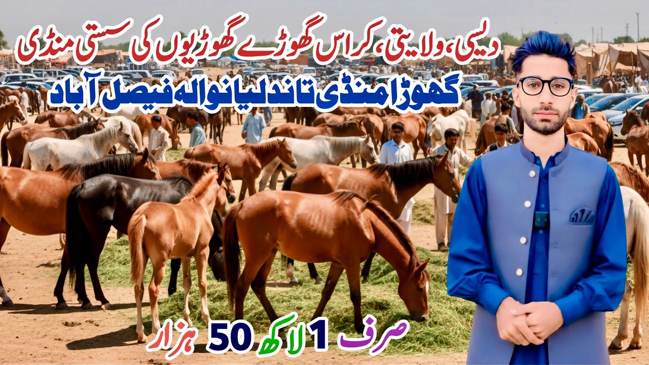 Horse Mandi Tandlianwala Faisalabad | Horse For Sale In Pakistan | Tandla Horse Mandi | Shok Nawabi