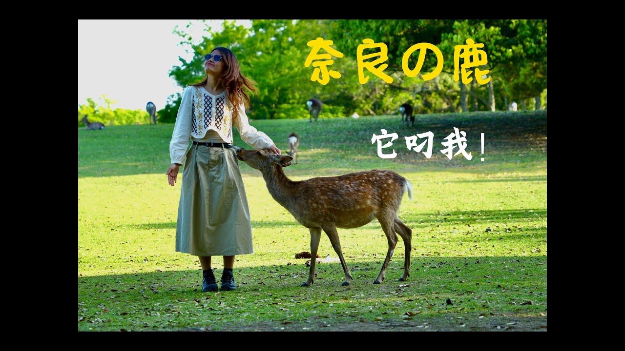 日本关西｜大阪&奈良VLOG：柯南迷打卡天守阁，奈良公园喂小鹿“它叼我！”