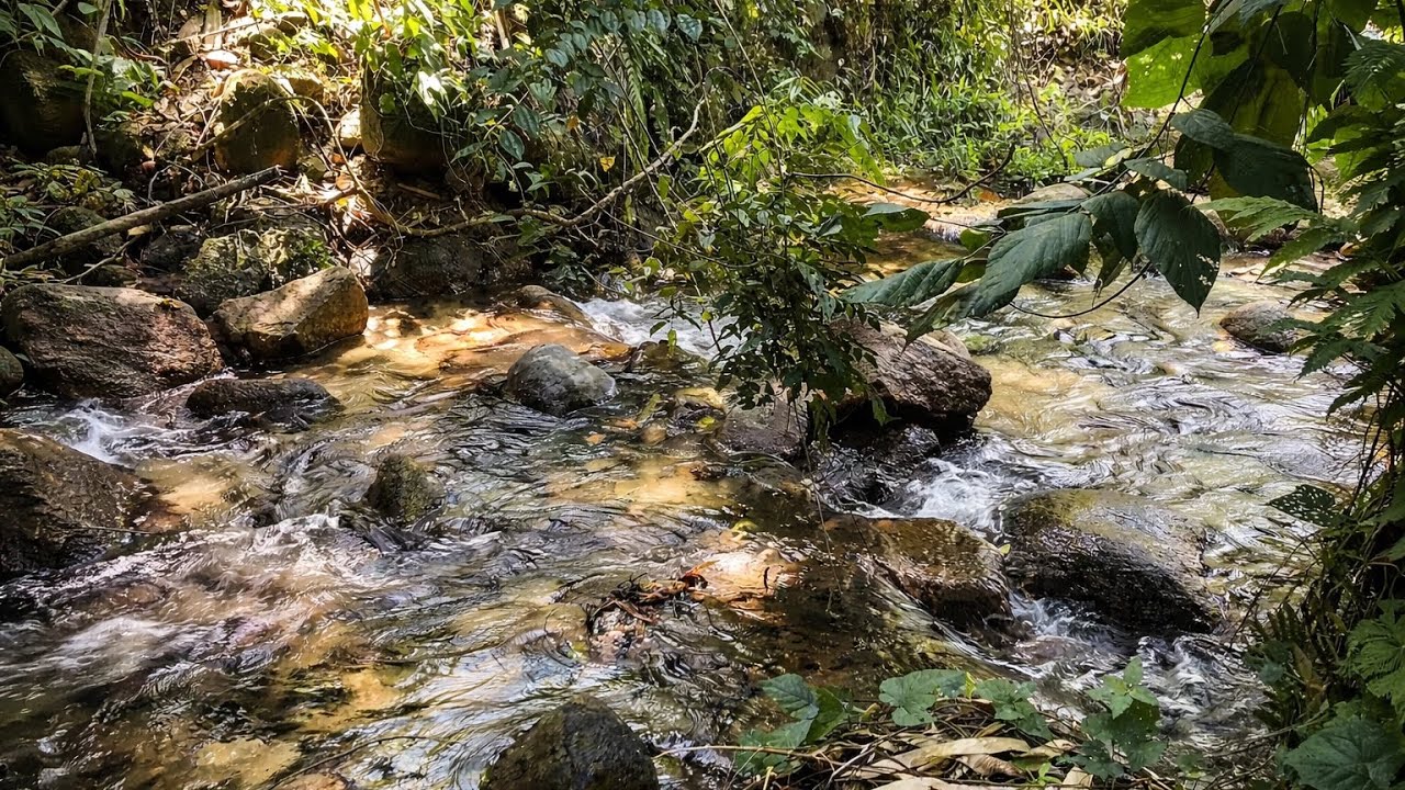 Pure Nature Sounds – 1 Hour Forest Creek for Relaxation, Study and Meditation