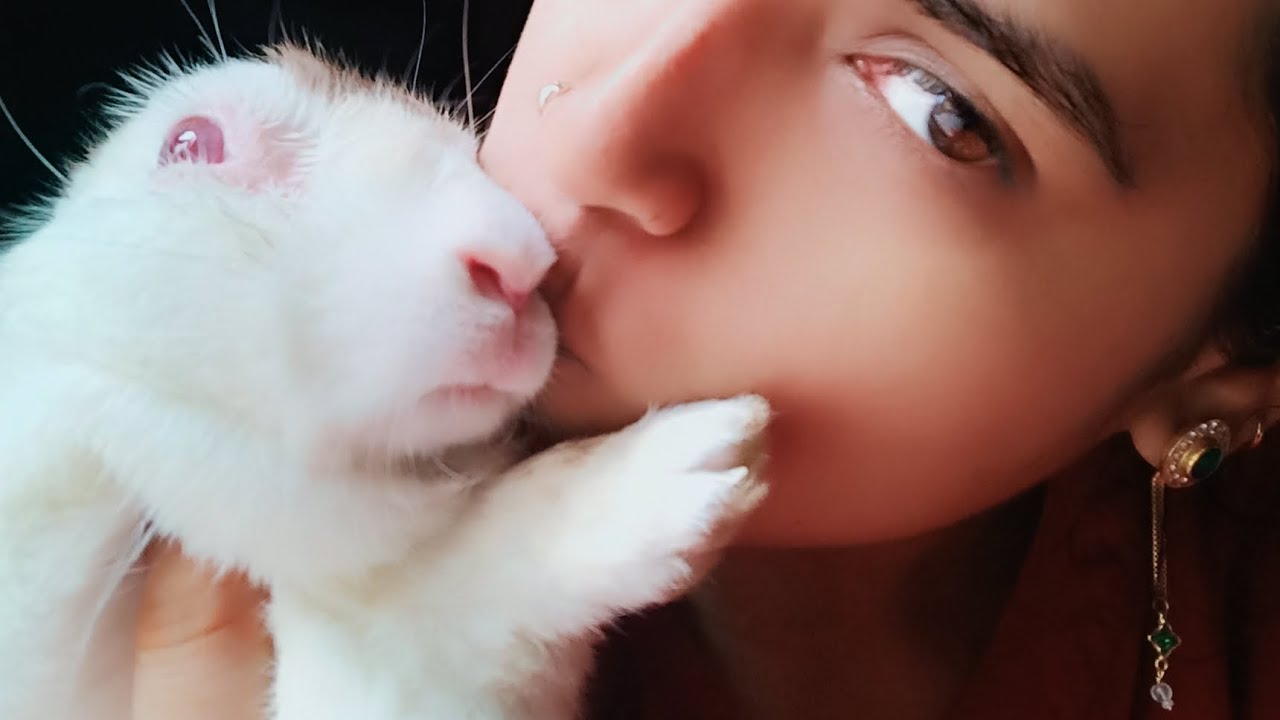 Rabbit 🐇 playing 🐰#rabbit #cuteanimal #bunny #pets #rajasthanvlog