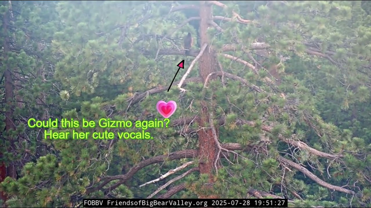 Gizmo ?,  visits RT again, brief moment  | 7.25.25