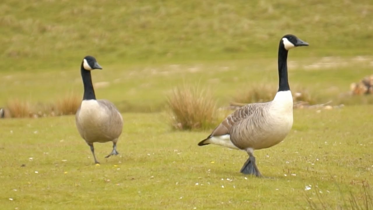 Sony 55-210mm zoom lens review at Petworth Park