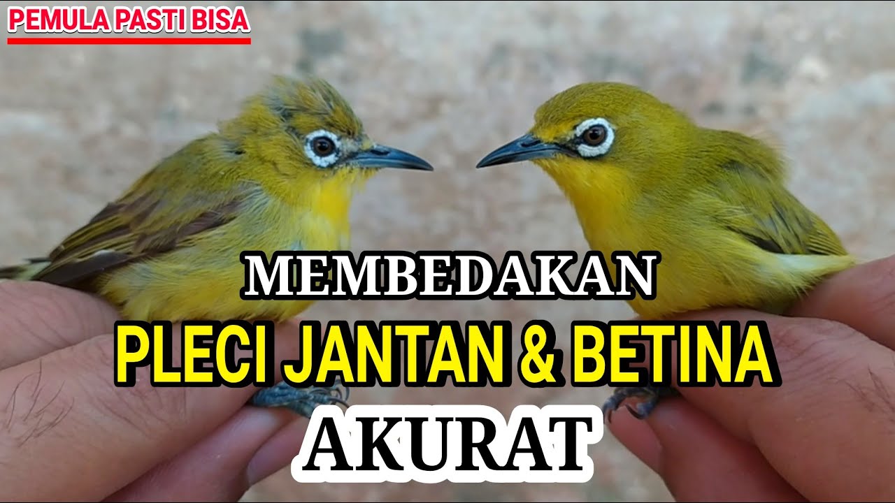 Cara Membedakan PLECI JANTAN & BETINA Secara Akurat !!