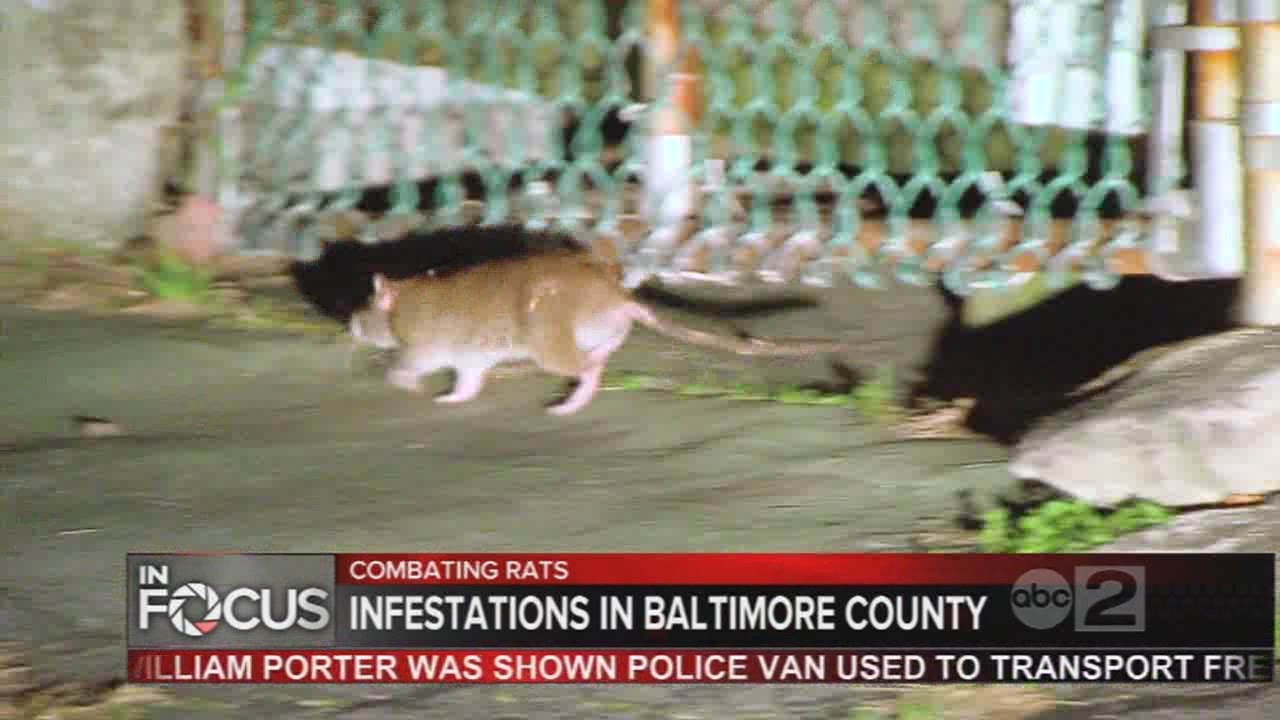 Rat infestation in Dundalk prompting frustration, fines for homeowners