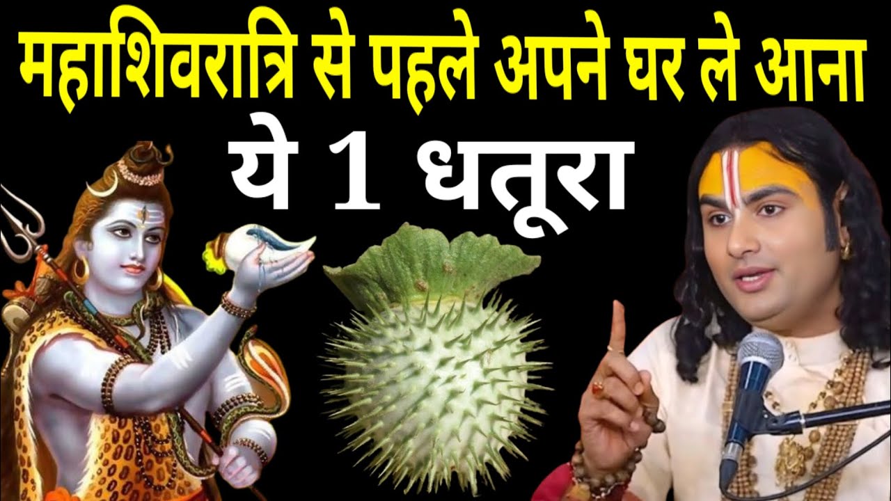 महाशिवरात्रि से पहले ले आना अपने घर में या एक धतूरा पैसे को चुंबक की तरह | Aniruddh Aacharya ji 