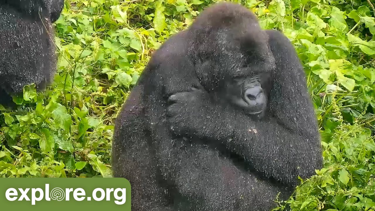 GRACE Gorillas Take Shelter from the Rain