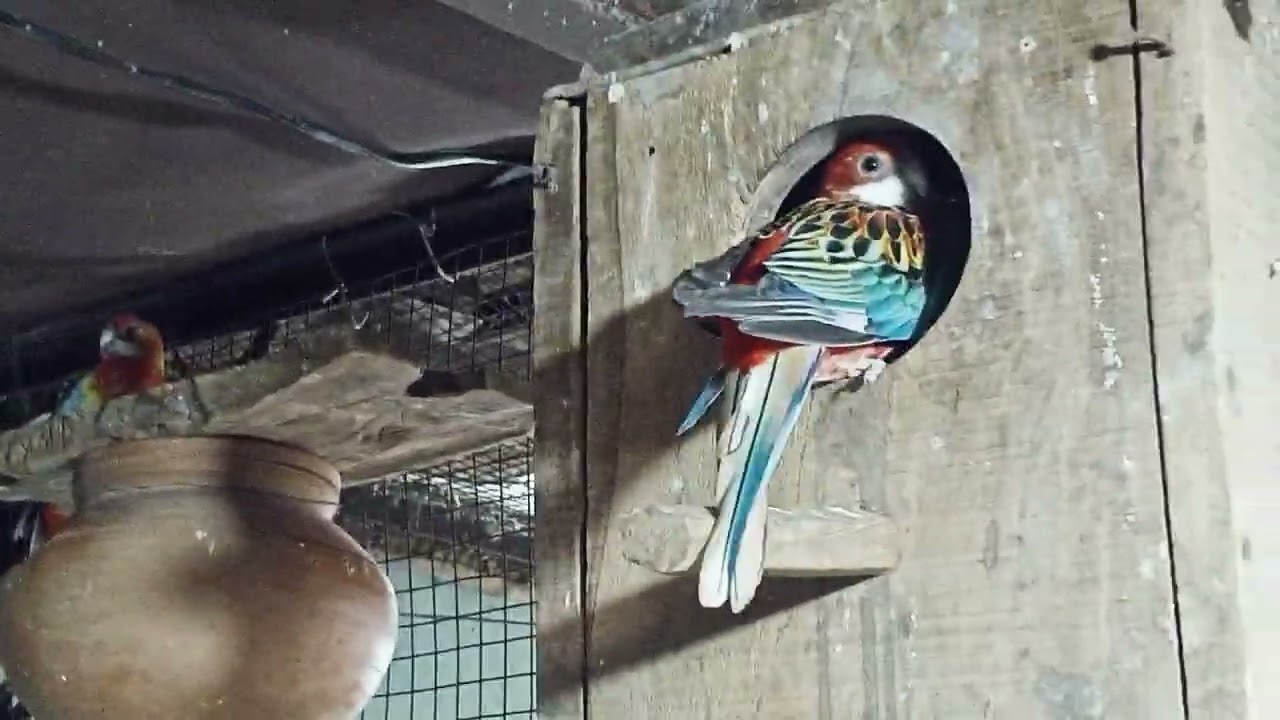 rosella parrot breeding progress ki jankari