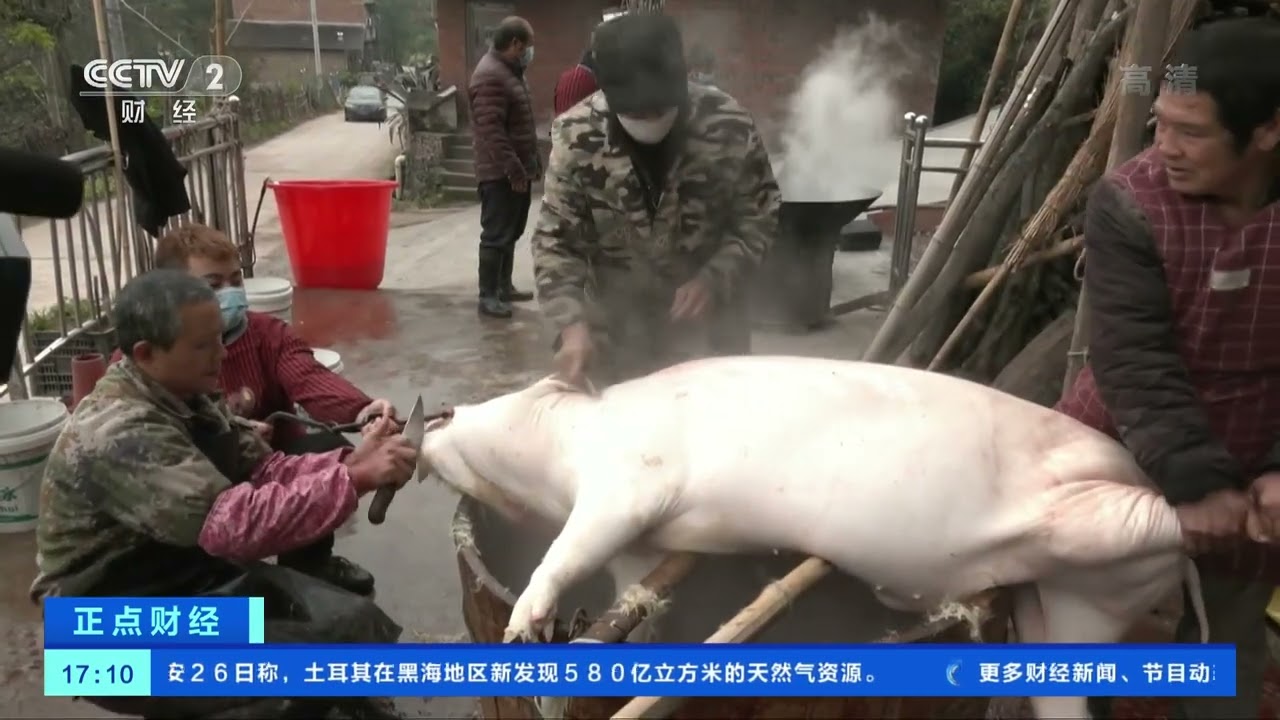 [正点财经]四川达州：杀年猪吃&ldquo;刨汤肉&rdquo;|CCTV财经