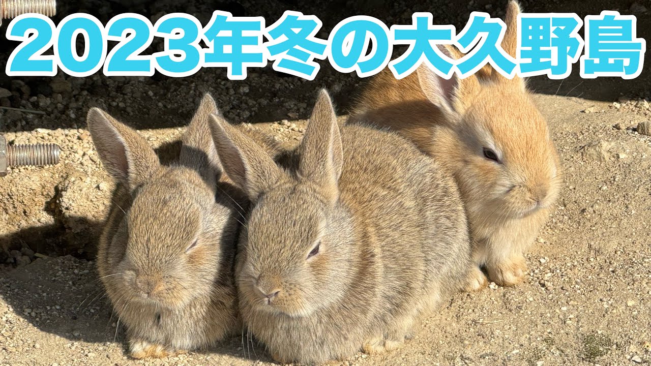 【うさぎ島】2023年冬の大久野島のうさぎ達