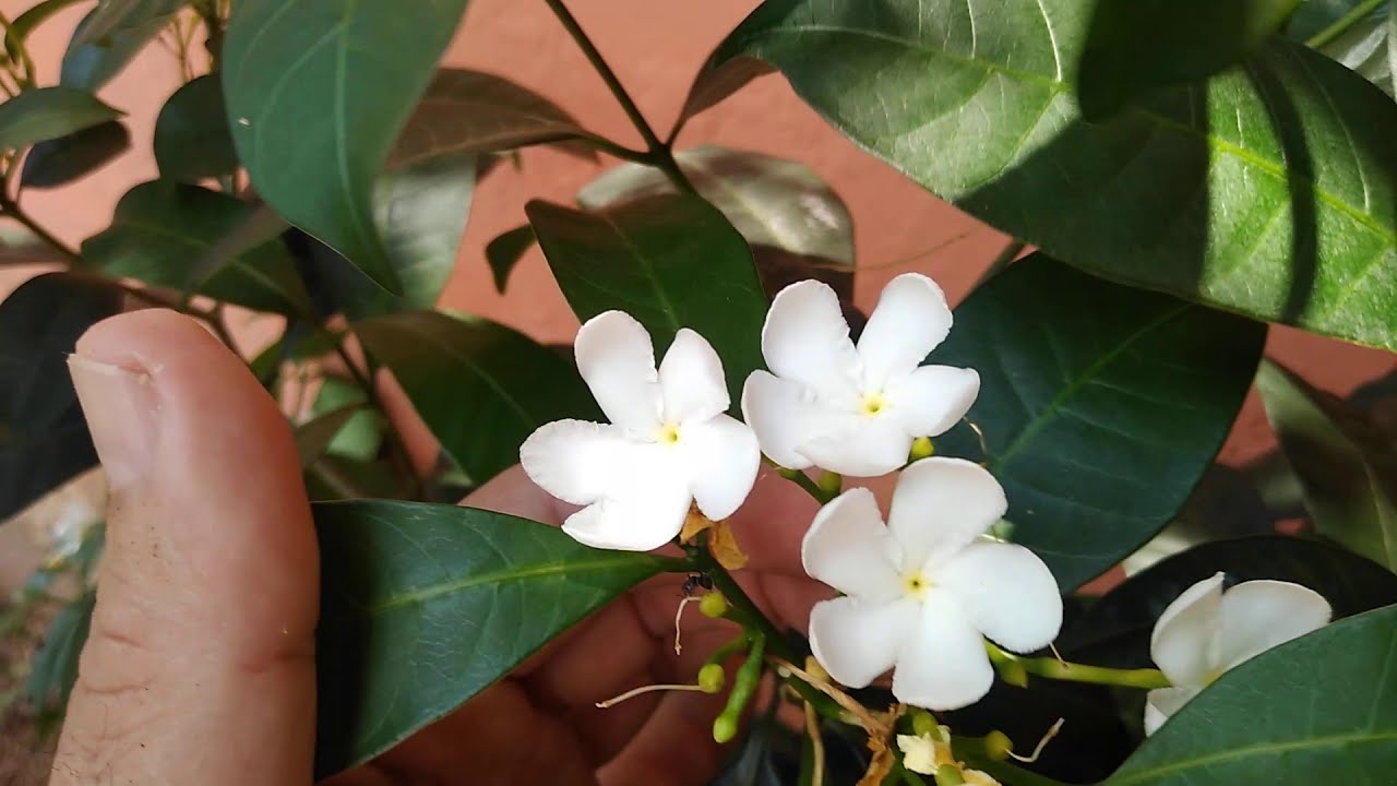 ✅🟢JASMIM CAFÉ COM FLORES ( com 2 mudas de Jasmim de 20 cm Com flores).mais videos #cheirodechuva