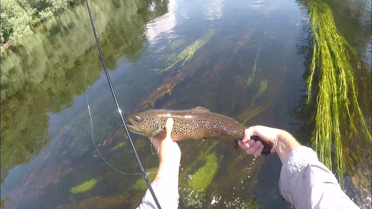 Fly fishing --- Pesca a mosca de truchas en el coto Alba de Tormes (Rio Tormes Salamanca)