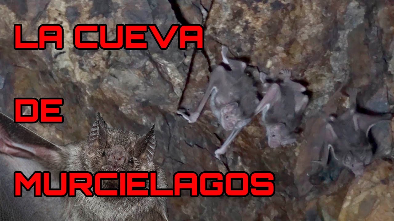 INCURSION EXTREMA - LA TEMIBLE CUEVA DE MURCIELAGOS FT @DiloNomas