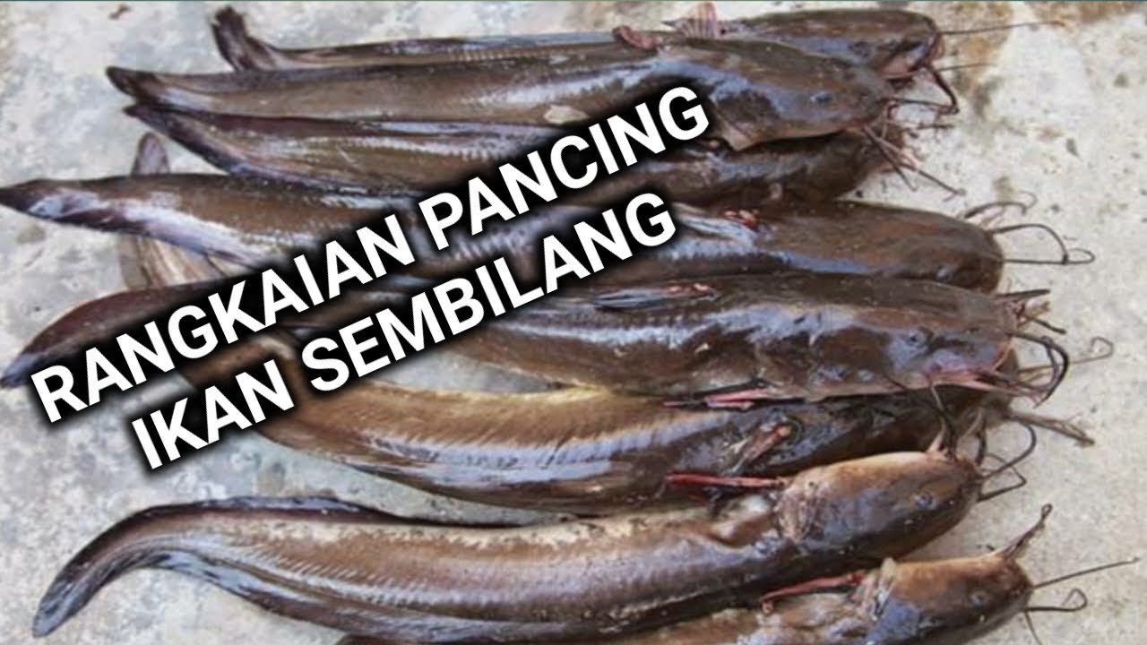 Tes...!! Rangkaian Pancing Ikan Sembilang di muara sungai dan laut