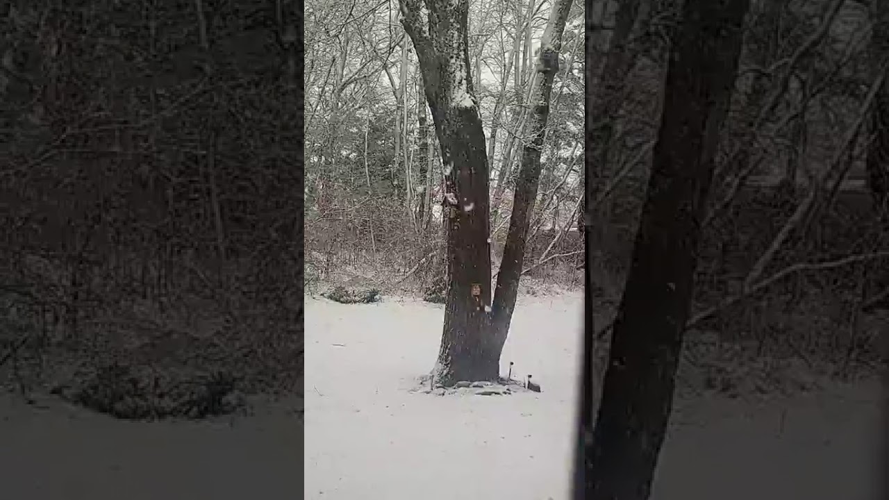 NJ Snowcane Noreaster forming a slight eye like a hurricane.#snowcane #blizzard  #2026noreaster