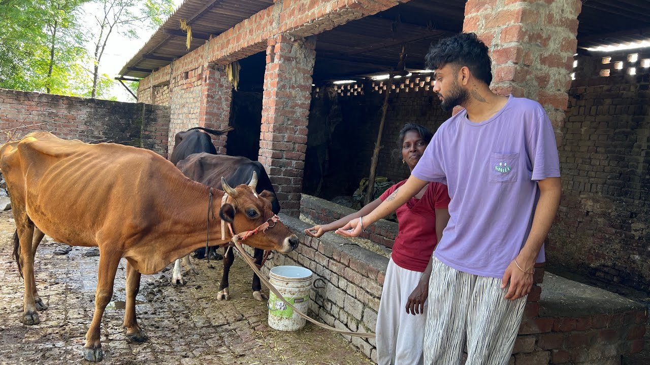 raju parnaj ki gao mata ki sewa 😍 raju parnaj vlogs 