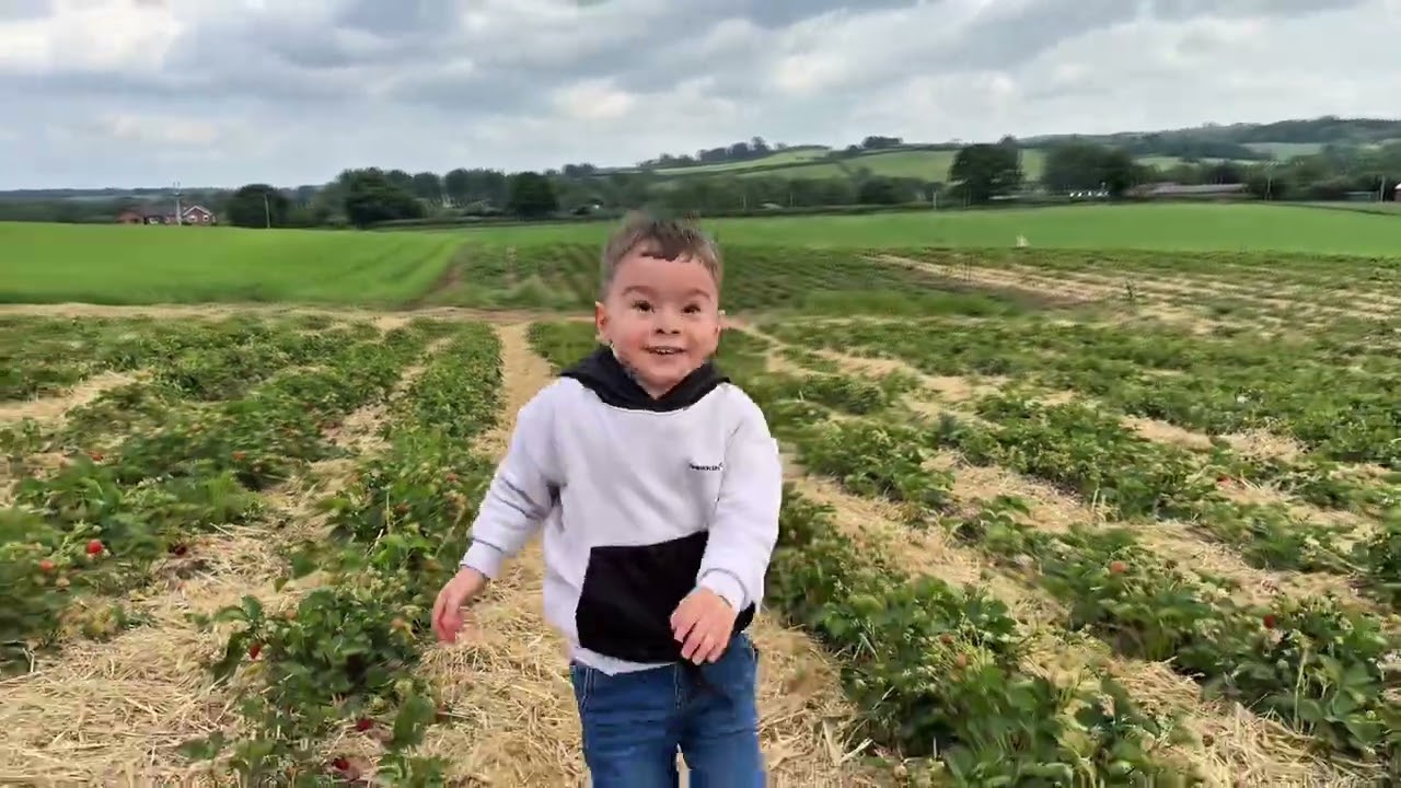 Sezonun ilk çileklerini topladık | Strawberry picking | bearstone fruit farm #strawberry #cilek #xrp