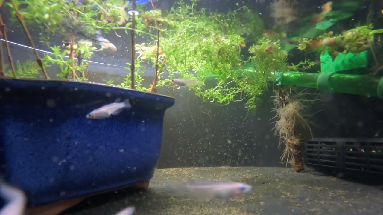 Container Pond 1.0