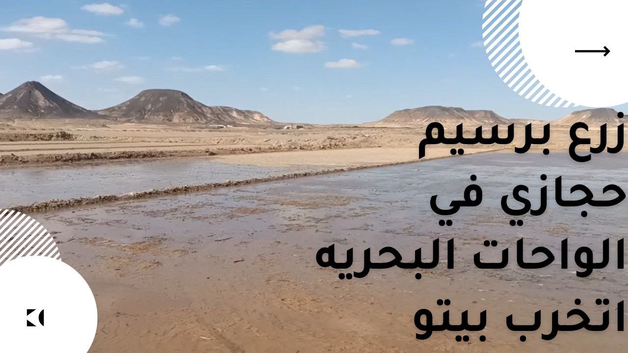 زرع برسيم حجازي في الواحات البحرية اتخرب بيتو والطريقة الصحيحة لزراعته ربح %