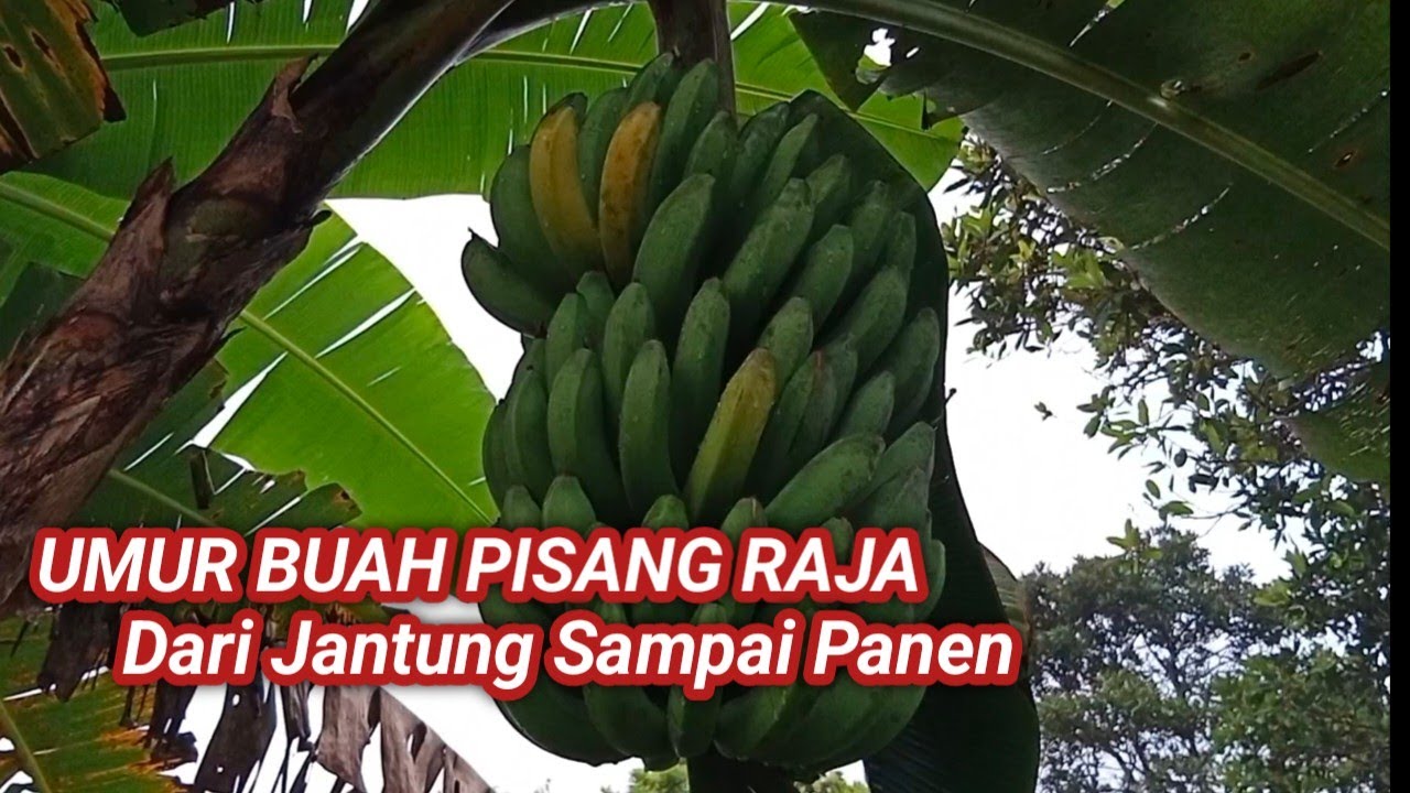 Umur Buah Pisang Raja Sejak Keluarnya Jantung Sampai Panen.