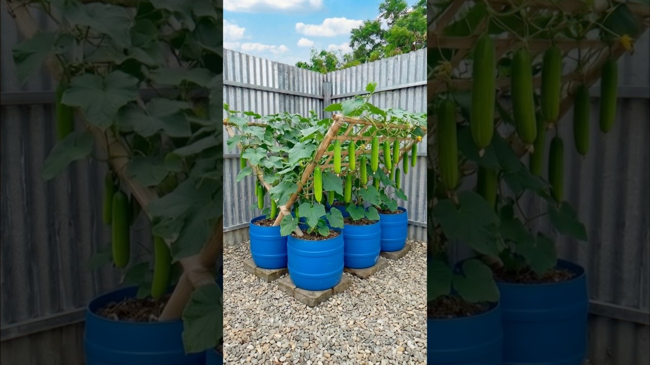 One Trellis, Six Containers&hellip; and a Wall of Cucumbers 🥒