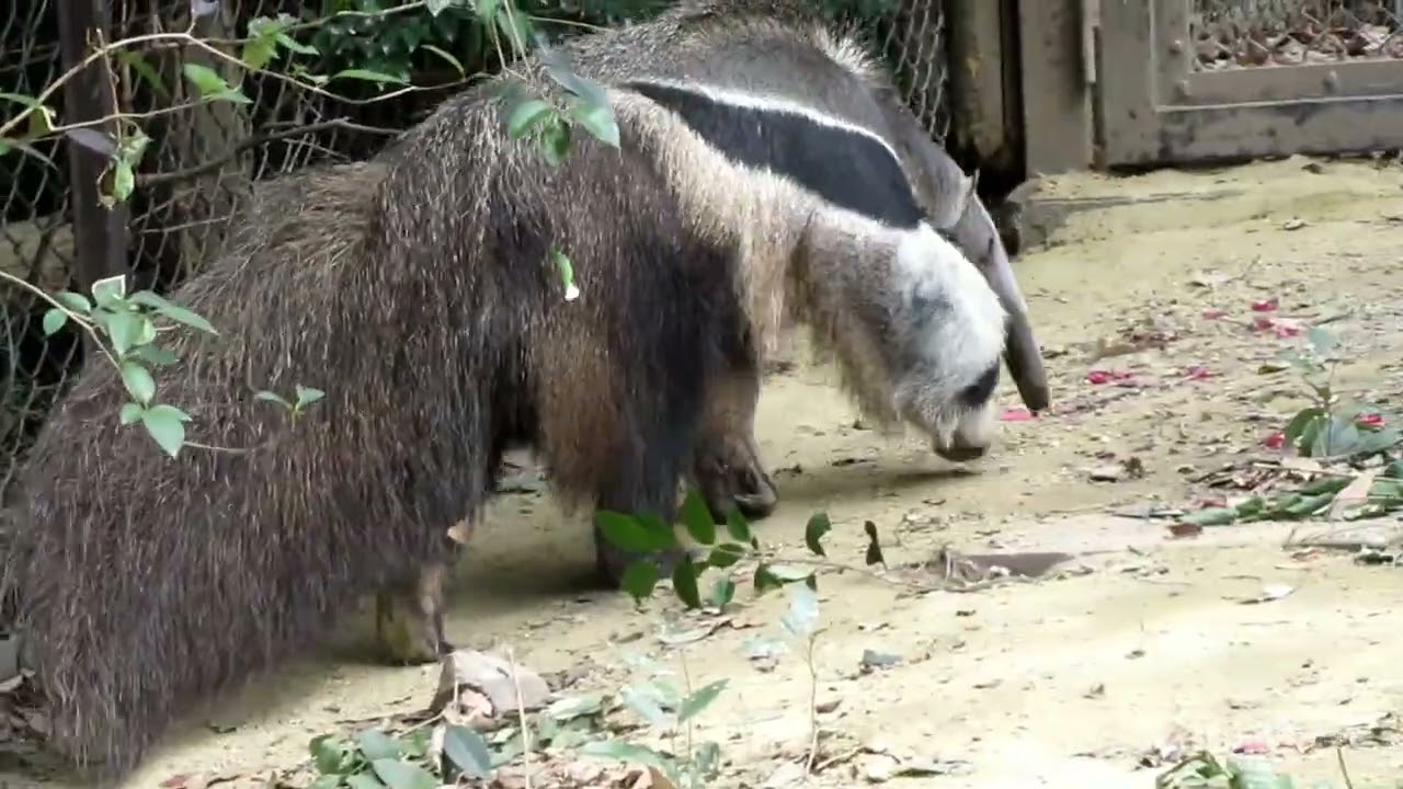 見ていて楽しいオオアリクイのアイリスさん 《東山動植物園》
