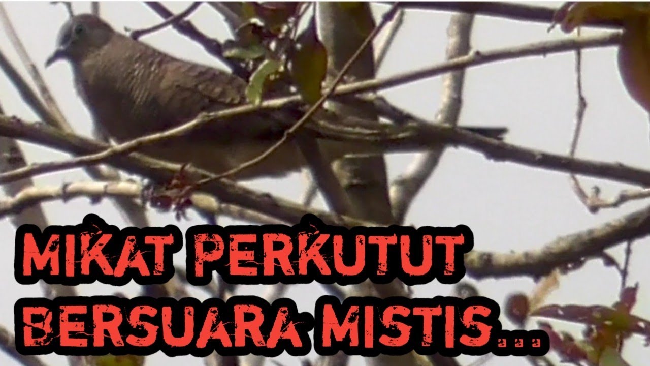 Mikat Perkutut Lokal Bersuara Mistis...@BambangChanneLBCL