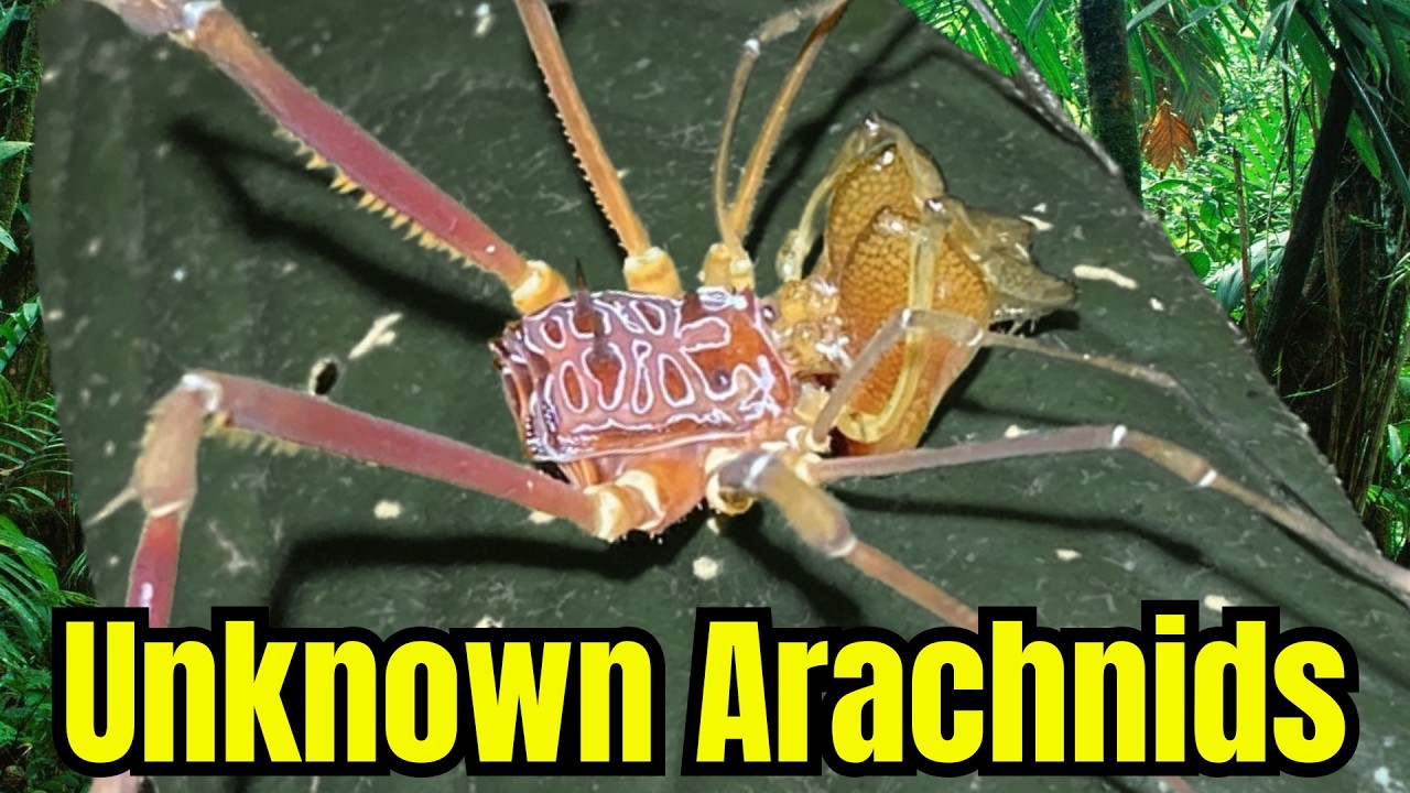 Mysterious Harvestmen Of The Neotropics - Stygnidae