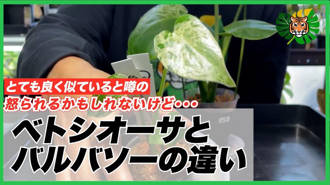 【モンステラ】ベトシオーサとバルバソーの違いや選び方について、わかる範囲で解説。なぜそう考えるのかという説明をしていたら、エビデンスの話になりました