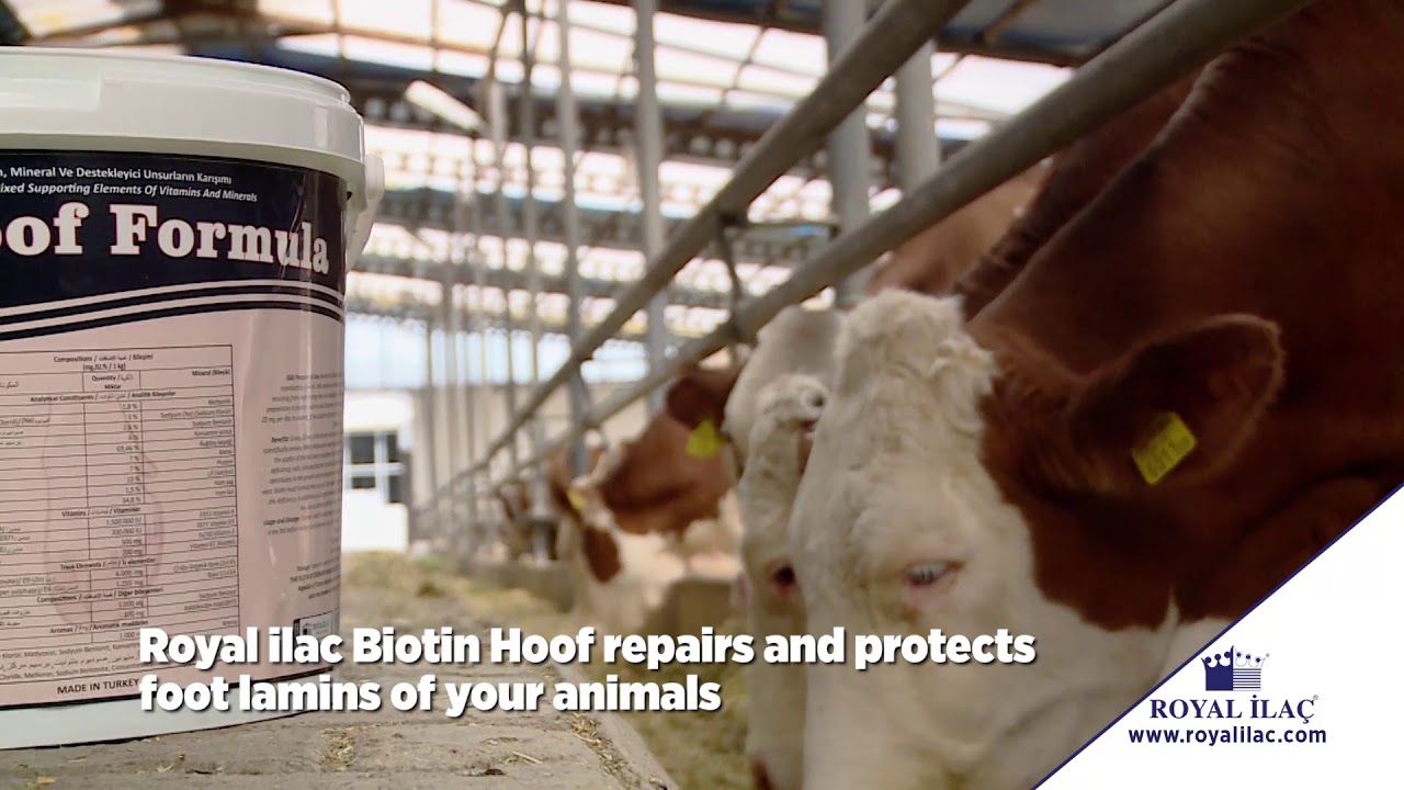 Complementary feed efficient to hoof health - BIOTIN HOOF FORMULA / Royal Ilac