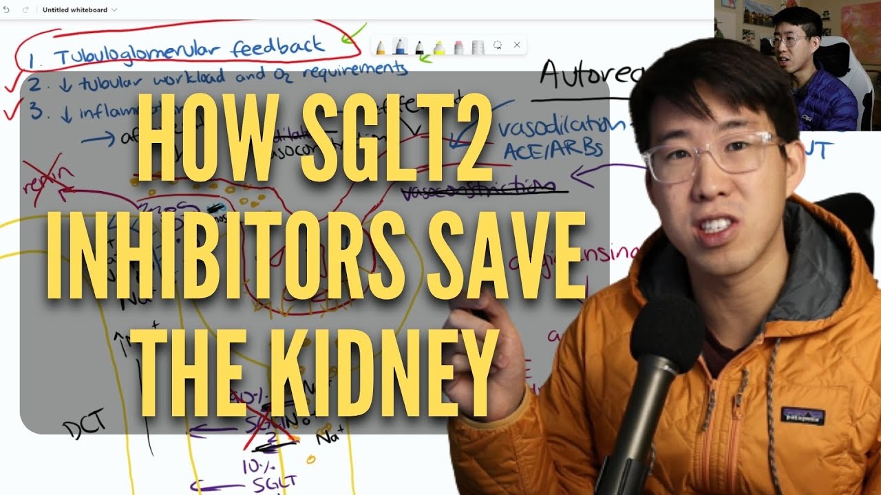 Как ингибиторы SGLT2 защищают почки