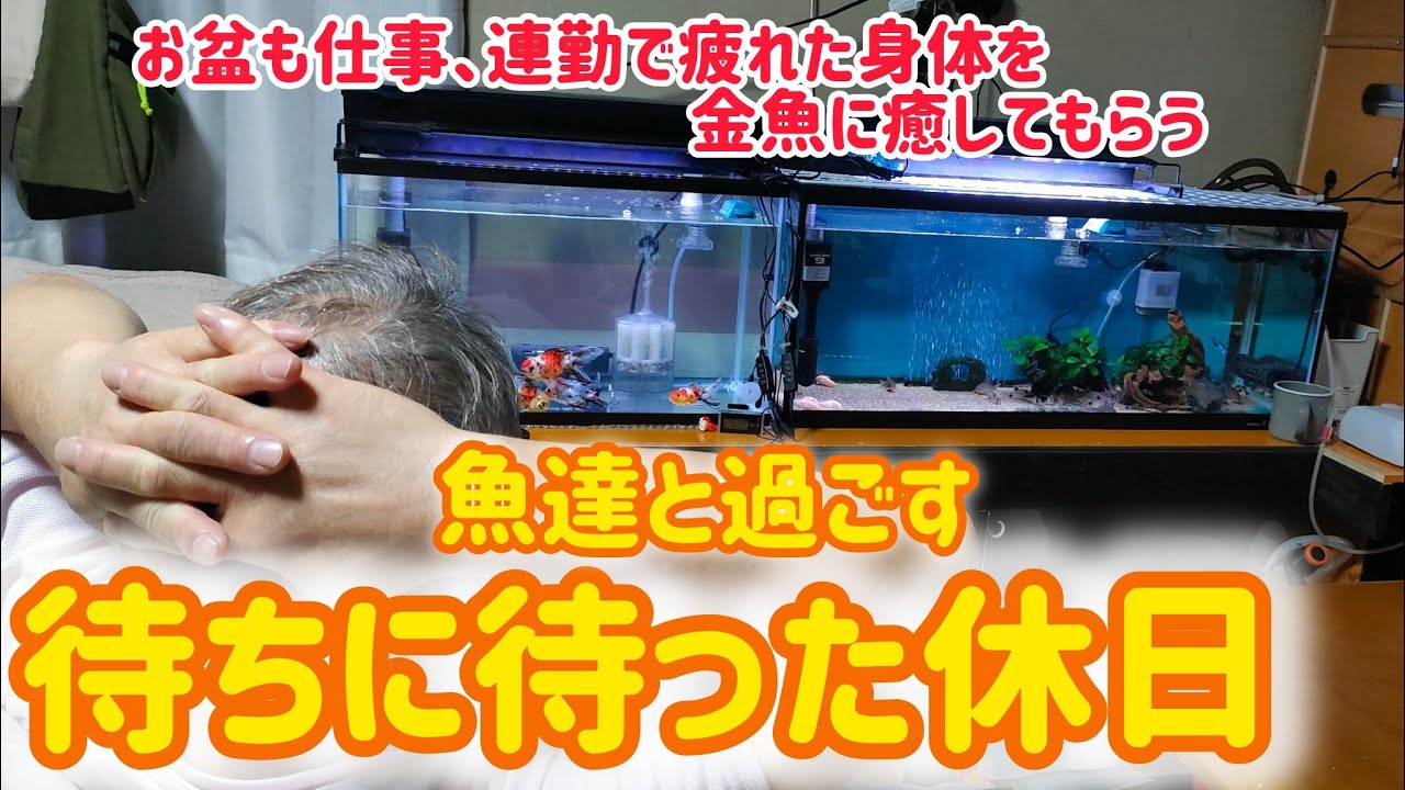 【金魚】【金魚と過ごす休日】連勤で疲れた身体を癒す金魚生活