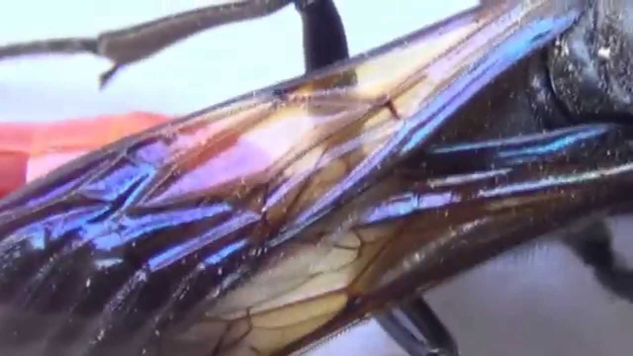 ♀ Thread waisted Wasp Body Scan - Sphex lucae