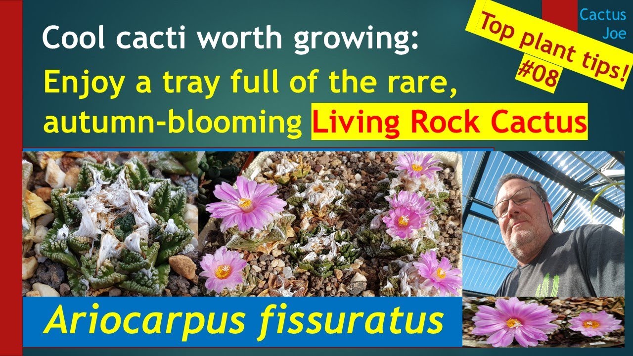 LIVING ROCK CACTUS: #ariocarpus fissuratus group in bloom #cactus care in my #greenhouse collection