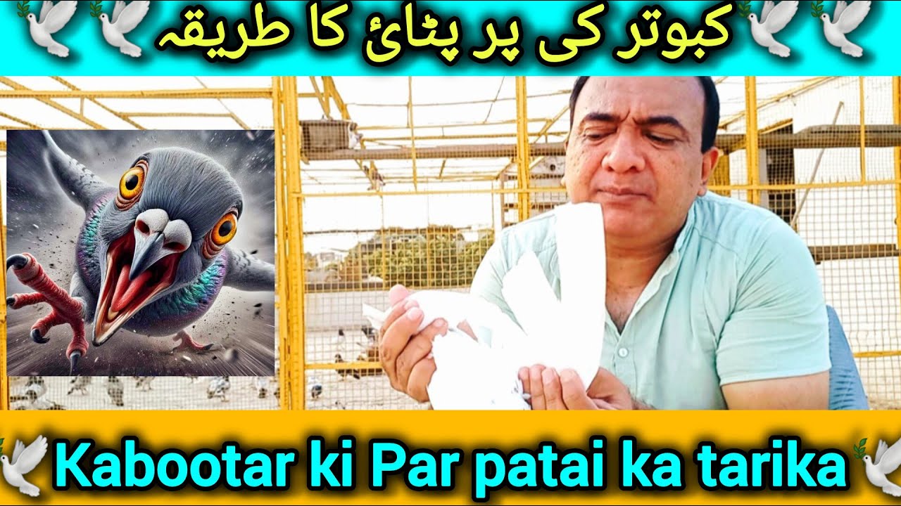 Kabootar ke par patai ka tarika | kabutar par patai ki video | pigeons video