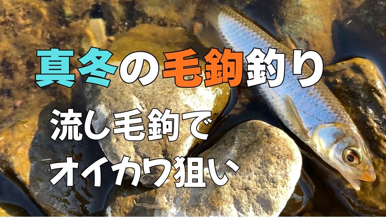 瀬に付いている少ない魚を釣ってみる 真冬の毛鉤釣り