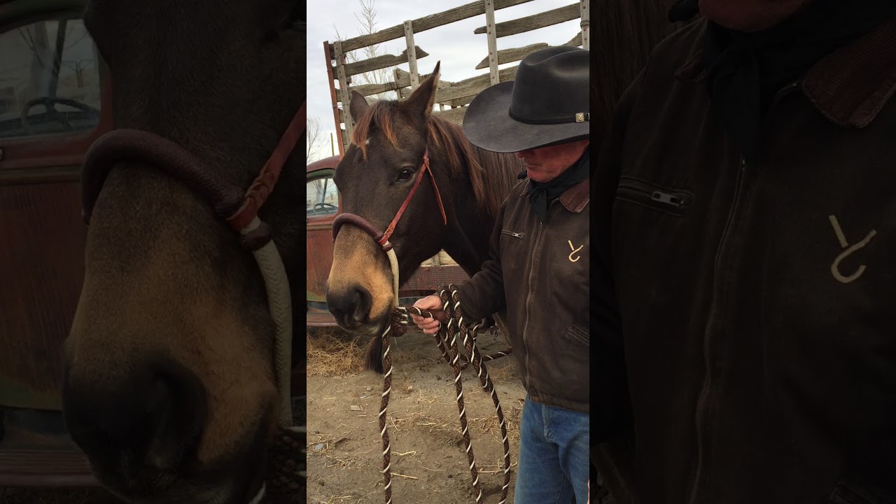 The Hackamore: A Signal Device, Not a Leverage Device