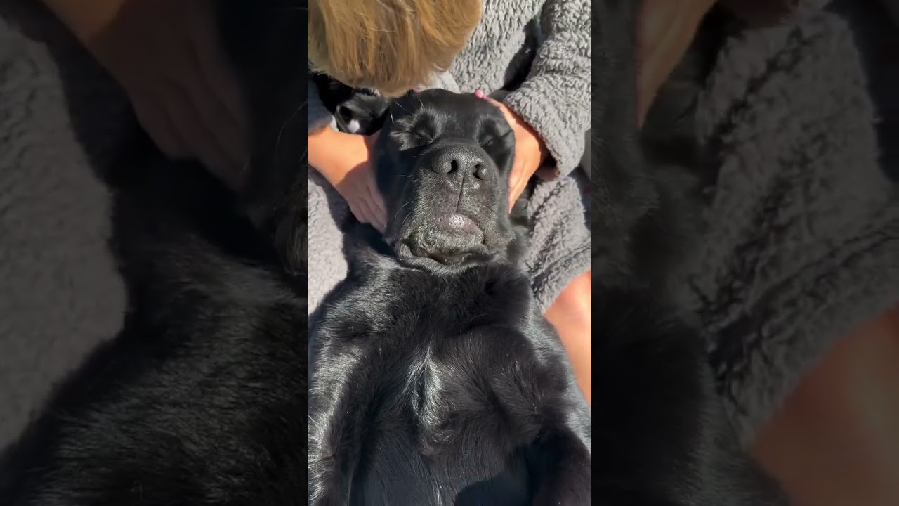 Getting a spawday from his best friend 🥹 #zen #spa #labrador #cutedog #cutedogs