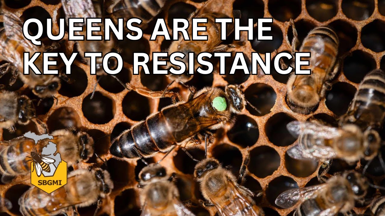 Queen Swap Experiments Reveal Varroa Resistance Tactics! | Stephen Martin