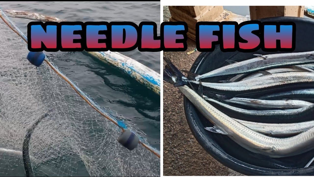 SOLO FISHING (NET FOR NEEDLE FISH) EPISODE 2!
