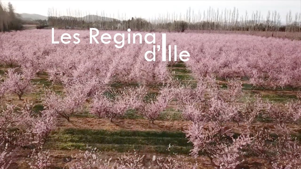 Regina Coeli  Ille sur Têt Pâques 2020