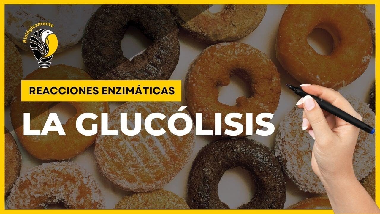 🧐 GLUCOLISIS |Reacciones enzimáticas|