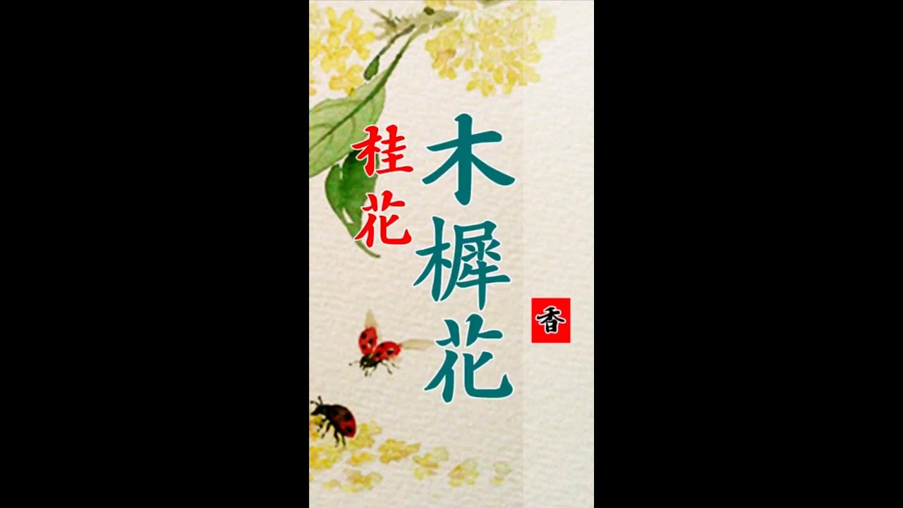 【养生堂 梵香】奇特的桂花木。#木犀 #桂花 #传统文化 #知识分享 #香道