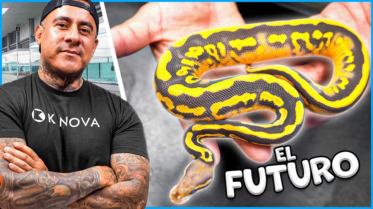 El Futuro De Serpientes!! Pitón Bolas
