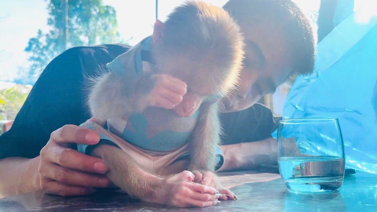 Rum the monkey was very sad because his dad had been away studying for a long time.
