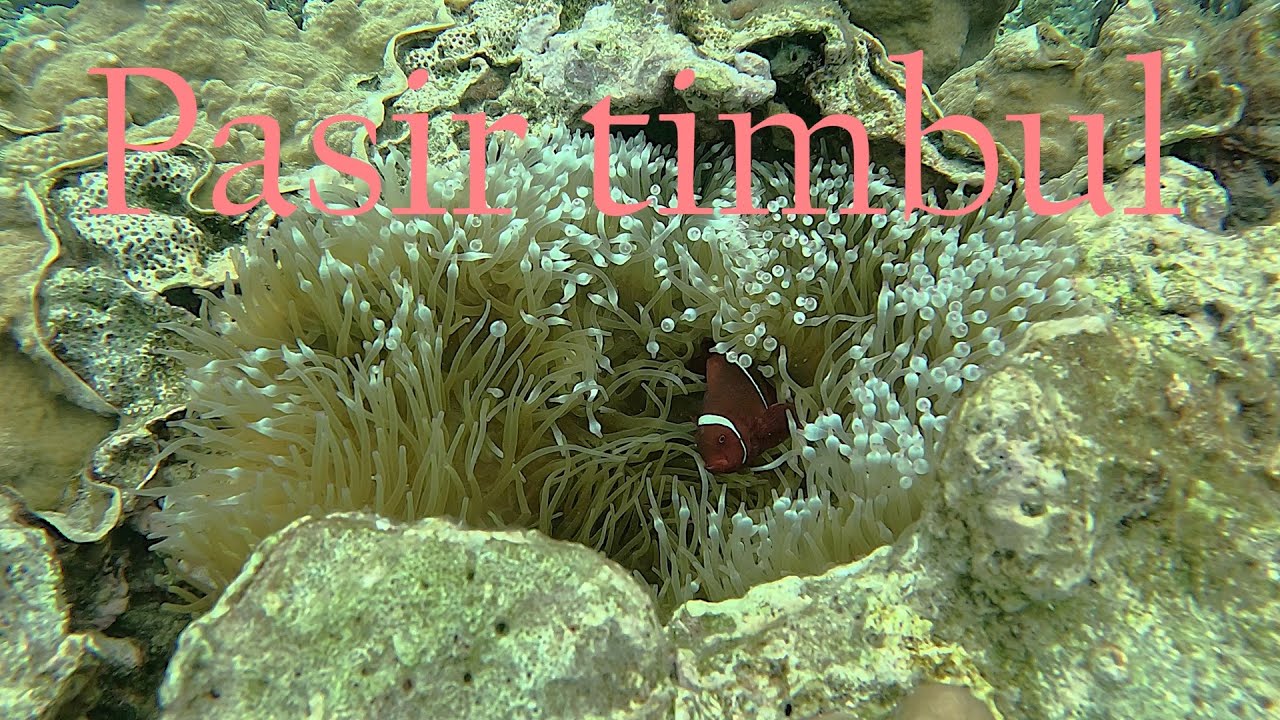 Snorkeling at Pasir timbul  Labengki island southeast Sulawesi Indonesia
