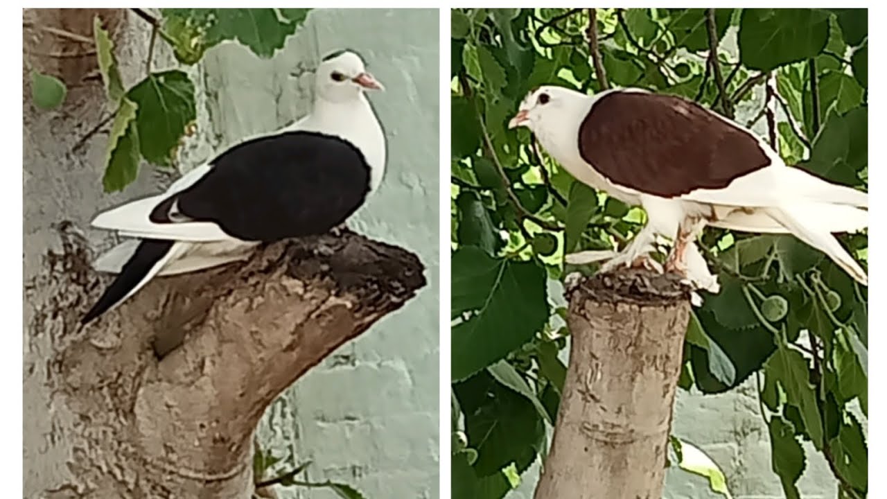 #birds #animals #pigeonfan #pigeonbreed #pigeons #youtube #vlogger