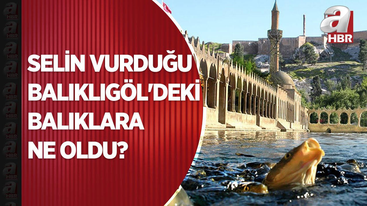 Selin vurduğu Balıklıgöl'deki balıklara ne oldu? İşte merak edilen o sorunun yanıtı | A Haber