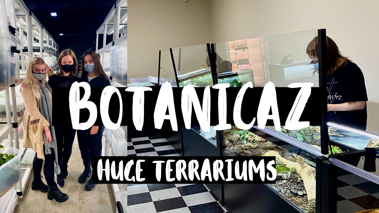 Planting a HUGE Custom Terrarium! Botanicaz Houseplant Shop Terrariums!