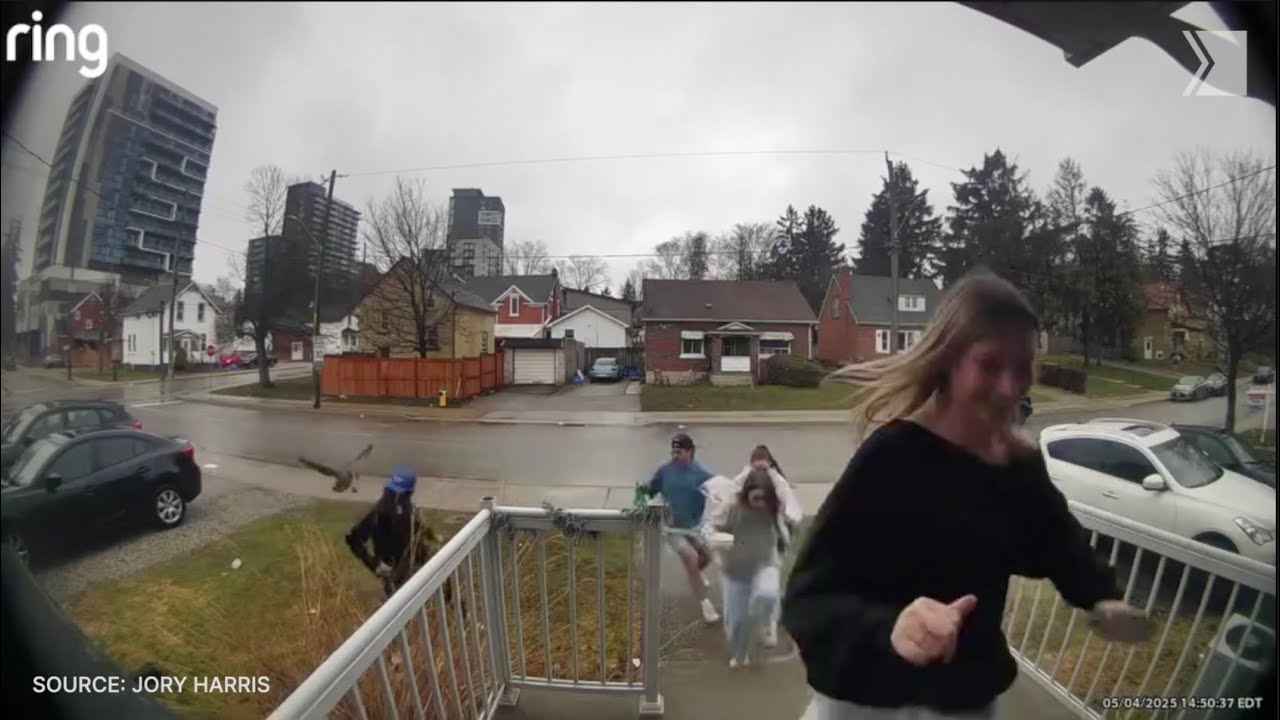 Footage of Canada goose attacking Waterloo pedestrians has gone viral