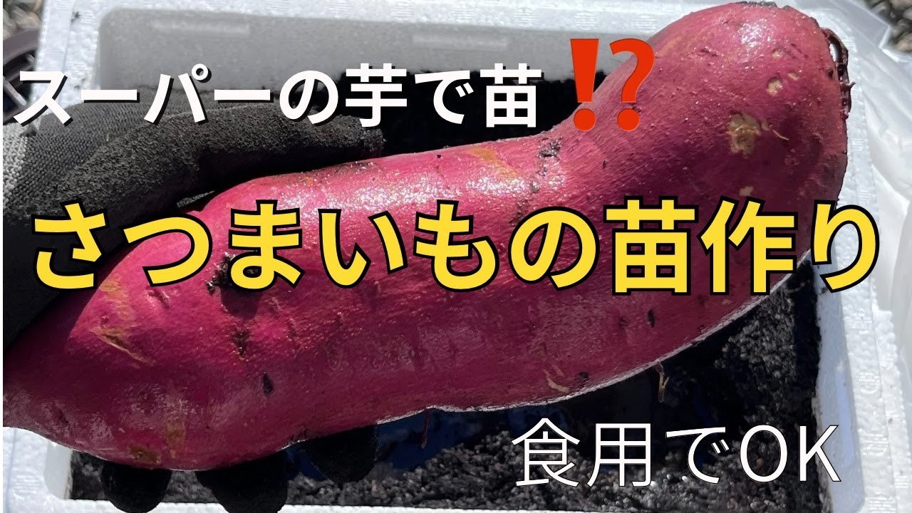 【保存版】さつまいも苗の作り方｜買わずに増やす簡単方法